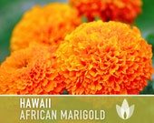 African Marigold, Hawaii Seeds - 200 Heirloom Flower Seeds