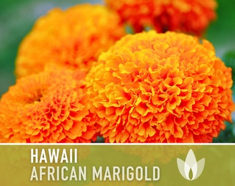 African Marigold, Hawaii Flower Seeds - Heirloom Seeds, Orange Blooms, Medicinal Plant, Aztec Marigold Seeds, Edible Flowers, Non-GMO