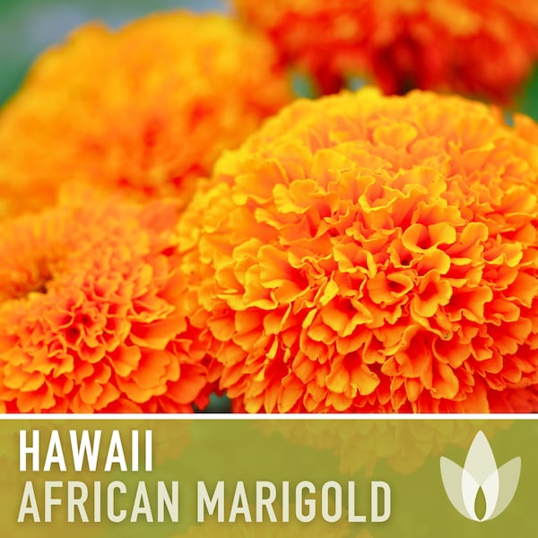 African Marigold, Hawaii Flower Seeds - Heirloom Seeds, Orange Blooms, Medicinal Plant, Aztec Marigold Seeds, Edible Flowers, Non-GMO