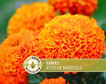 African Marigold Seeds | 100+ Seeds, Bright Orange Blooms, Heirloom, Pollinator Attractant | Tagetes erecta
