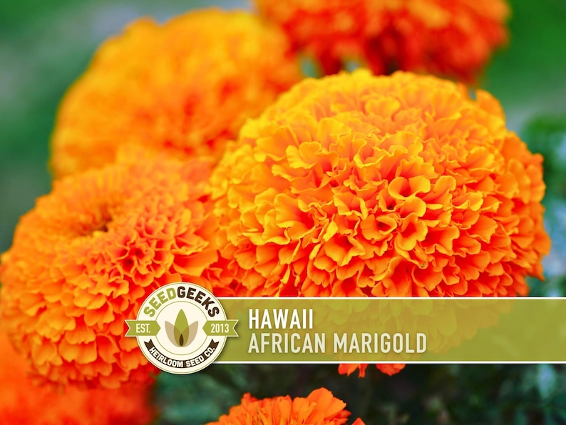 African Marigold Seeds | 200+ Seeds, Bright Orange Blooms, Heirloom, Pollinator Attractant | Tagetes erecta image 1