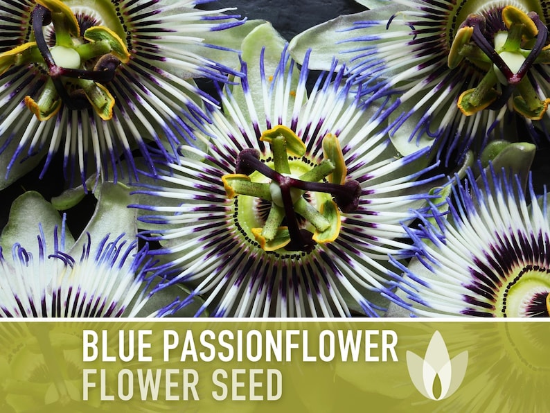 Blue Passionflower Seeds | 20+ Seeds, Heirloom, Non-GMO, Vining Flower, Fragrant, Medicinal, Passiflora caerulea image 4