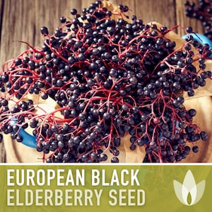European Black Elderberry Seeds - Heirloom Seeds, Medicinal Plant, Ederberry Jam & Syrup, Open Pollinated, Sambucus Nigra, Non-GMO