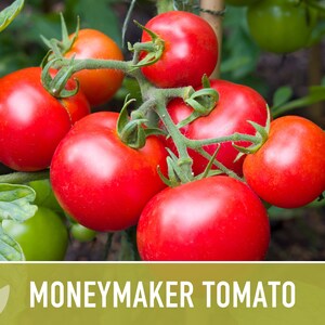 Moneymaker Tomato Seeds Heirloom Seeds, Indeterminate, Slicing Tomato, Sauce Tomato, High Yield, Heat Loving, Salsa Garden, Non-GMO image 2