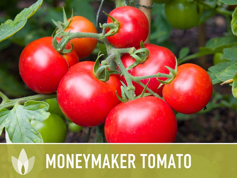 Moneymaker Tomato Seeds Heirloom Seeds, Indeterminate, Slicing Tomato, Sauce Tomato, High Yield, Heat Loving, Salsa Garden, Non-GMO image 2