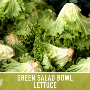 Green Salad Bowl Lettuce Heirloom Seeds image 4