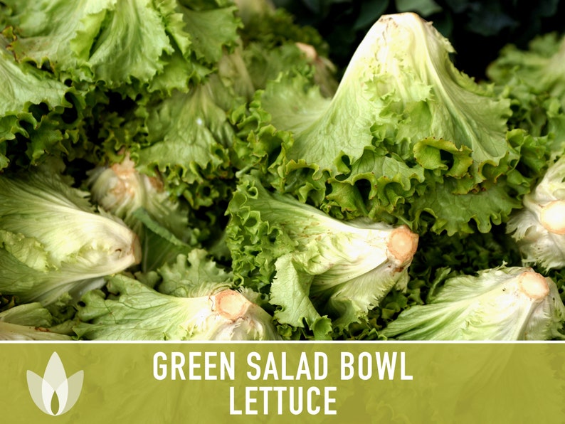 Green Salad Bowl Lettuce Heirloom Seeds image 4