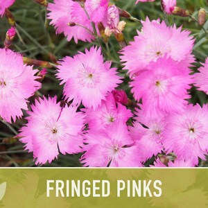 Fringed Pinks Dianthus Seeds – Fragrant Heirloom Flower, Pollinator Garden image 10