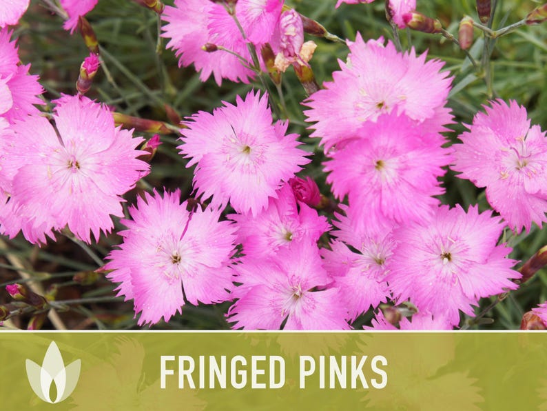 Fringed Pinks Dianthus Seeds – Fragrant Heirloom Flower, Pollinator Garden image 10