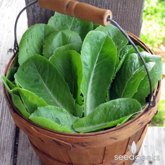 VALMAINE LATTUGA, Sementi Convenzionali ⋆ De Corato Sementi - Foto 5