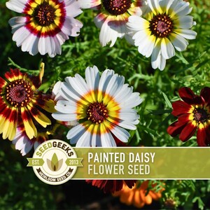 Painted Daisy Flower Seeds - Heirloom Tricolor Ringed Flowers
