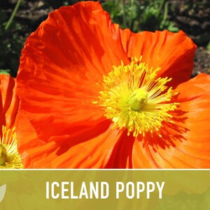 Iceland Poppy Seeds – Pastel Flower Mix, Pollinator Friendly image 8
