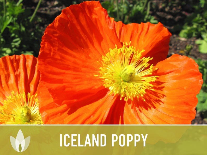 Iceland Poppy Seeds – Pastel Flower Mix, Pollinator Friendly image 8