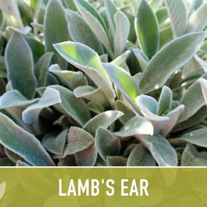 Lamb's Ear Flower Seeds - Heirloom Seeds, Silver Carpet Flower, Pollinator Friendly, Rock Garden, Open Pollinated, Non-GMO