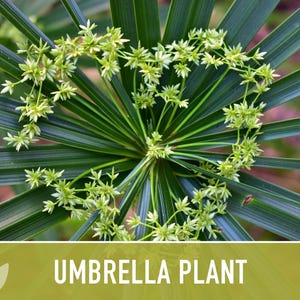 Umbrella Plant Seeds – Cyperus Alternifolius, Ornamental Grass, Non-GMO image 5