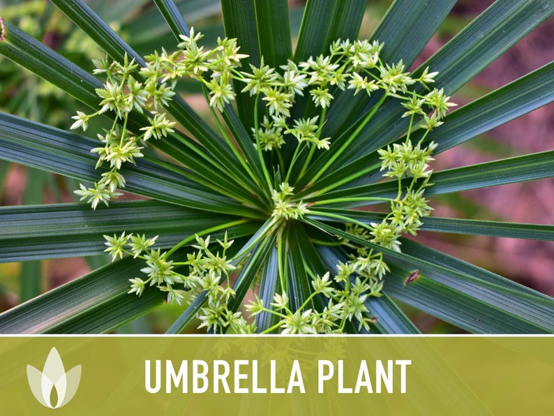 Umbrella Plant Seeds – Cyperus Alternifolius, Ornamental Grass, Non-GMO image 5