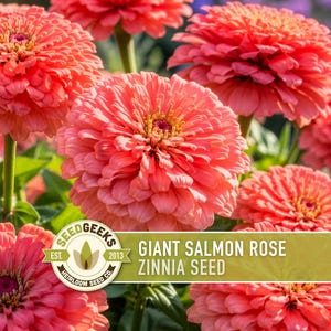 Peut inclure: Un groupe de fleurs de zinnia rose saumon vif avec des p&eacute;tales denses et superpos&eacute;s et des centres jaunes. Une &eacute;tiquette rectangulaire est superpos&eacute;e sur l'image, avec le texte "SEED GEEKS EST. 2013 HEIRLOOM SEED CO." et "GIANT SALMON ROSE ZINNIA SEED."