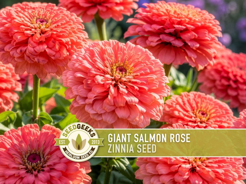Peut inclure: Un groupe de fleurs de zinnia rose saumon vif avec des p&eacute;tales denses et superpos&eacute;s et des centres jaunes. Une &eacute;tiquette rectangulaire est superpos&eacute;e sur l'image, avec le texte "SEED GEEKS EST. 2013 HEIRLOOM SEED CO." et "GIANT SALMON ROSE ZINNIA SEED."