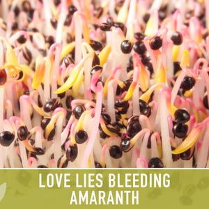 Semillas tradicionales de amaranto sangrante Love Lies imagen 8