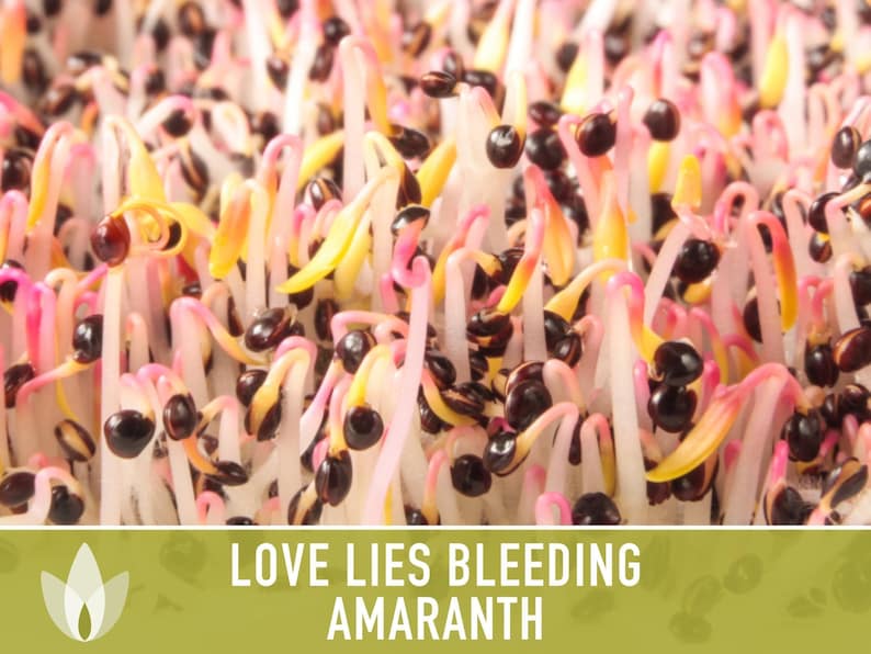 Semillas tradicionales de amaranto sangrante Love Lies imagen 8