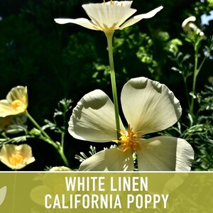 White Linen California Poppy Seeds – Creamy White Flowers image 7