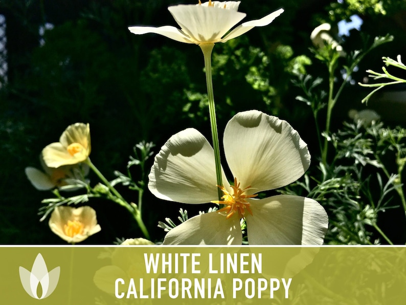 White Linen California Poppy Seeds – Creamy White Flowers image 7
