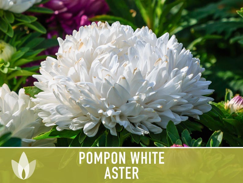 Semillas de flor de aster blanco pompón, aster chino tradicional, apto para abejas imagen 10