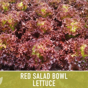 Red Salad Bowl Lettuce Heirloom Seeds image 7