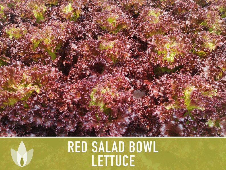 Red Salad Bowl Lettuce Heirloom Seeds image 7