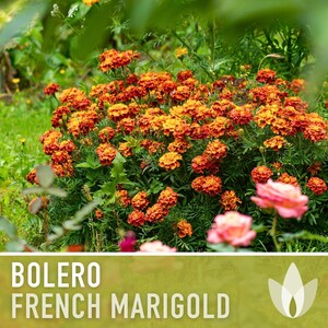 Bolero French Marigold Seeds, Crimson Gold Blooms, Dwarf Heirloom Flower (50 Seeds) image 10