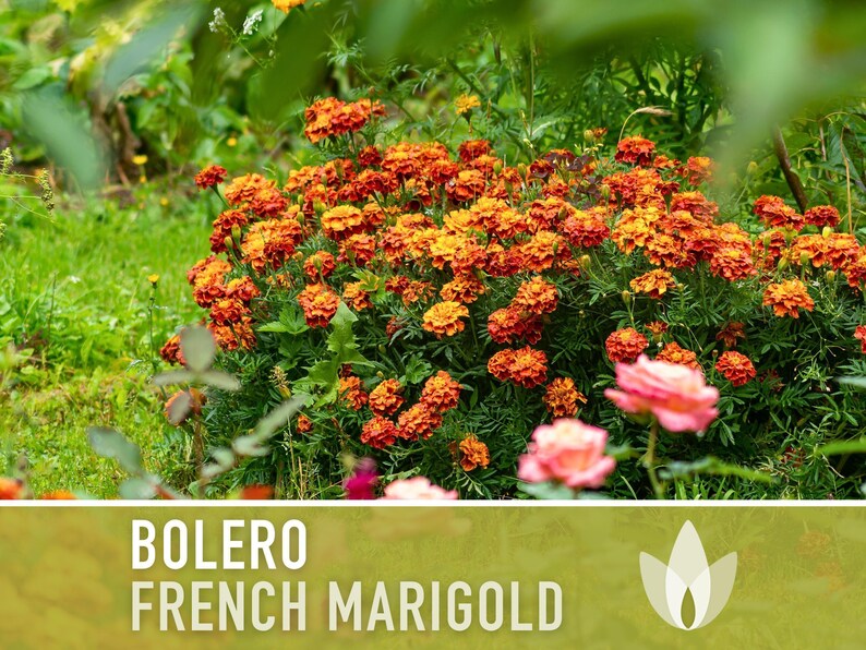 Bolero French Marigold Seeds, Crimson Gold Blooms, Dwarf Heirloom Flower (50 Seeds) image 10