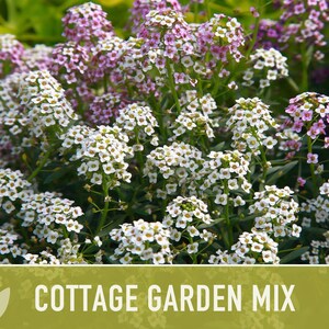 Cottage Garden Wildflower Seed Mix – Heirloom Antique Flowers bild 5
