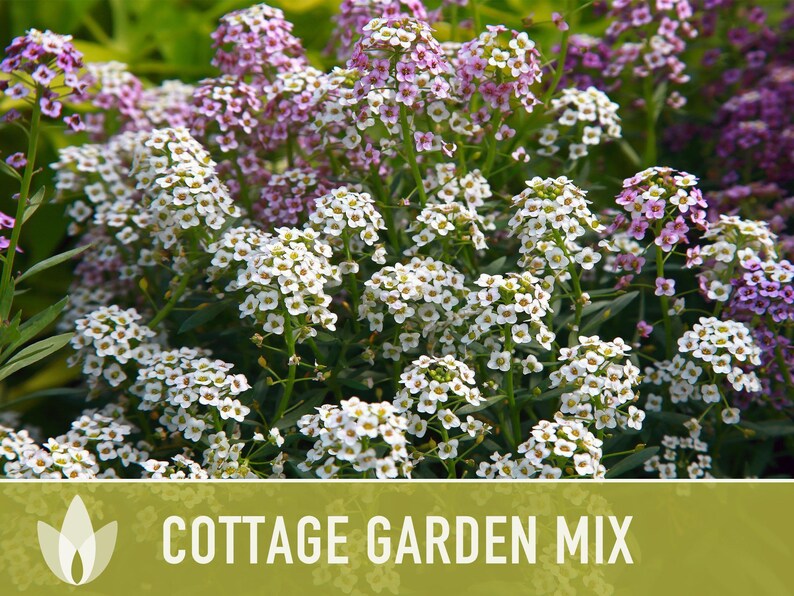 Cottage Garden Wildflower Seed Mix – Heirloom Antique Flowers bild 5