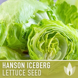 Hanson Lettuce Seeds - Heirloom Seeds, Gardener Favorite, Crisp Head Lettuce, Fresh Salad, Open Pollinated, Non-GMO