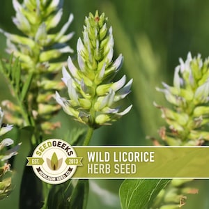 May include: Image of wild liquorice herb seed. The photograph shows several green and white flowering plants against a blurred green backdrop. The Seed Geeks logo is in the lower left, and the text "Wild Liquorice Herb Seed" is in the lower right.