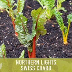 Northern Lights Swiss Chard Seeds, Rainbow Mix, Heirloom Non-GMO immagine 9