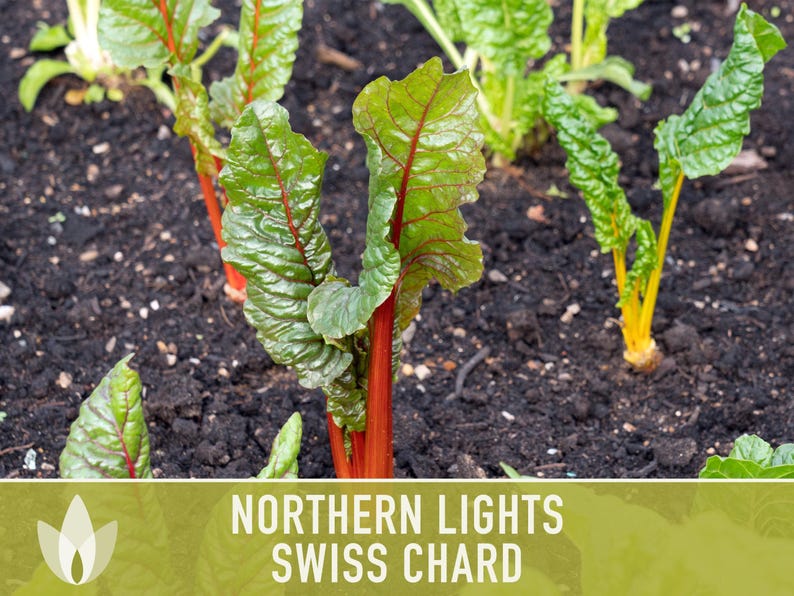 Northern Lights Swiss Chard Seeds, Rainbow Mix, Heirloom Non-GMO immagine 9
