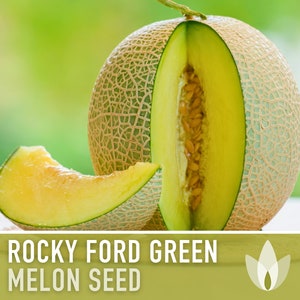 May include: A close-up of a Rocky Ford Green Melon Seed. The melon is cut in half, revealing the yellow flesh and seeds. A slice of the melon is also shown.