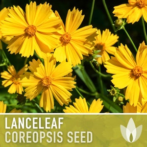Lanceleaf Coreopsis Flower Seeds - Heirloom, Tickseed Coreopsis, Cut Flowers, Native Wildflower, Flower Seeds, Non-GMO