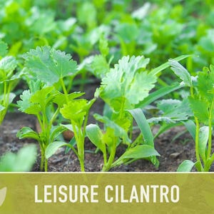 Leisure Cilantro Seeds – Slow Bolting, Heirloom Coriander Bild 6