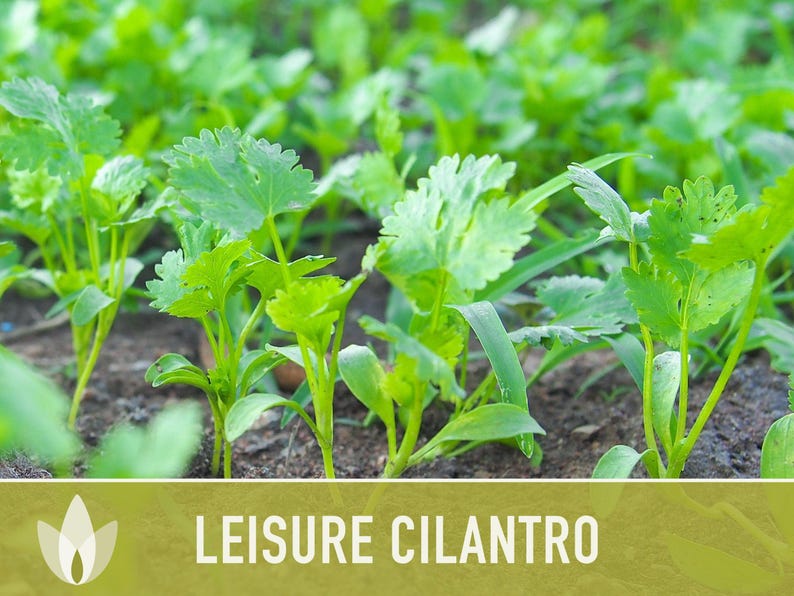 Leisure Cilantro Seeds – Slow Bolting, Heirloom Coriander Bild 6