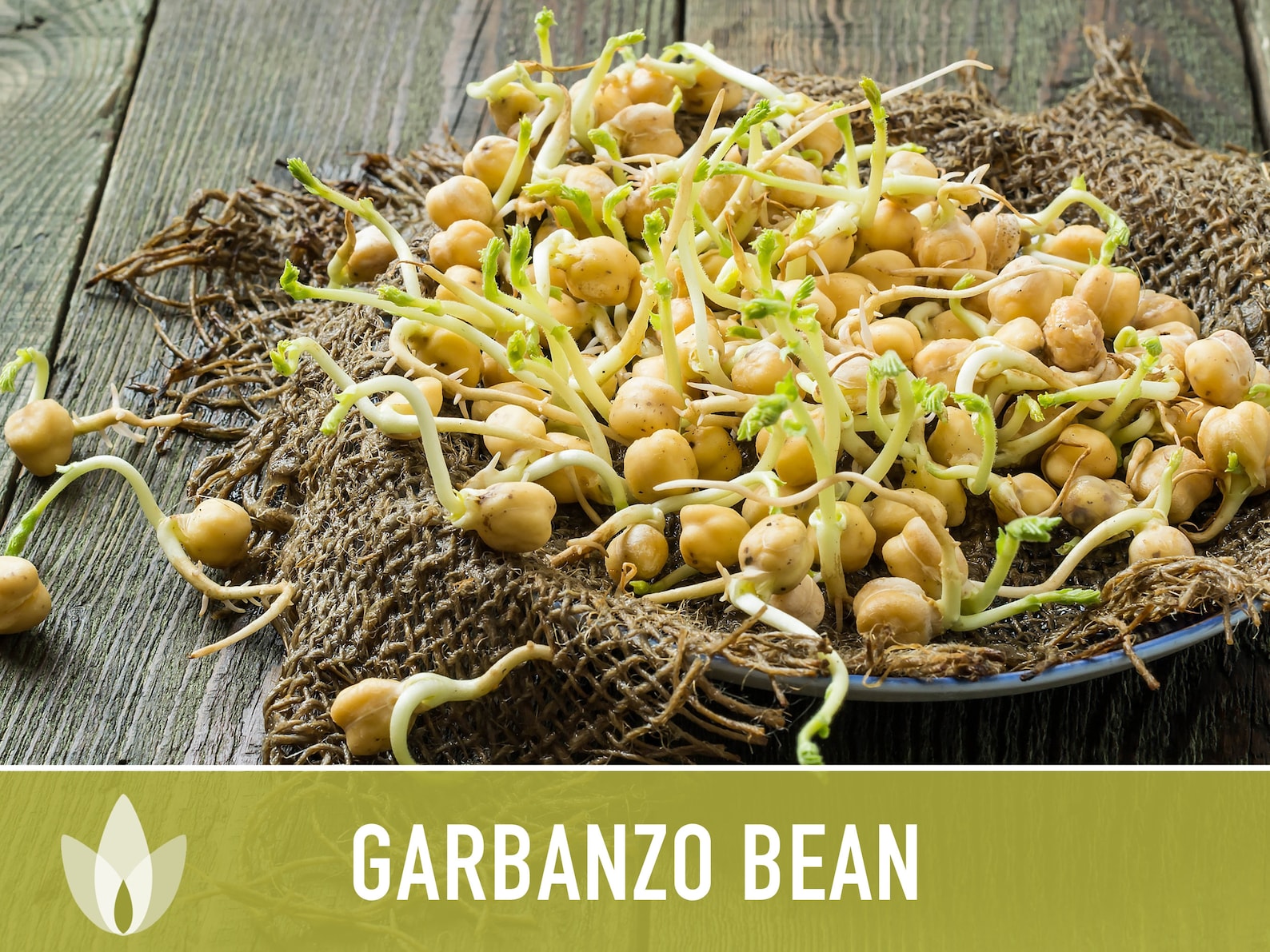 Garbanzo Bean Seeds Heirloom Seeds, Chickpea Seeds, Bush Bean