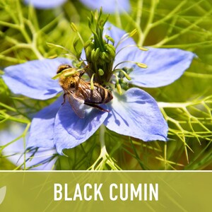 Black Cumin Herb Seeds – Nigella Sativa, Culinary & Medicinal image 8