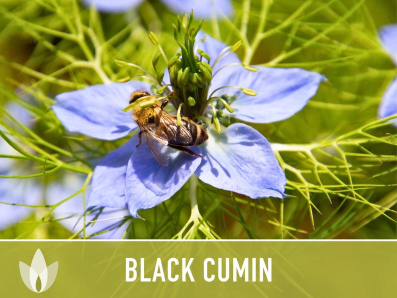 Black Cumin Herb Seeds – Nigella Sativa, Culinary & Medicinal image 8