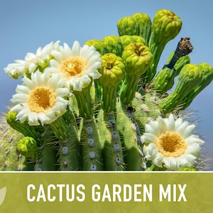 Cactus Garden Seed Mix | 50+ Seeds, Saguaro, Prickly Pear, Hedgehog, Santa Rita, Desert, Cactaceae image 6