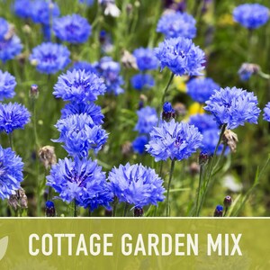 Cottage Garden Wildflower Seed Mix – Heirloom Antique Flowers bild 10