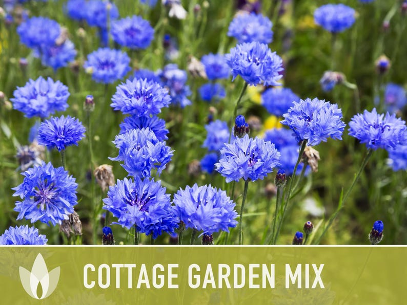 Cottage Garden Wildflower Seed Mix – Heirloom Antique Flowers bild 10