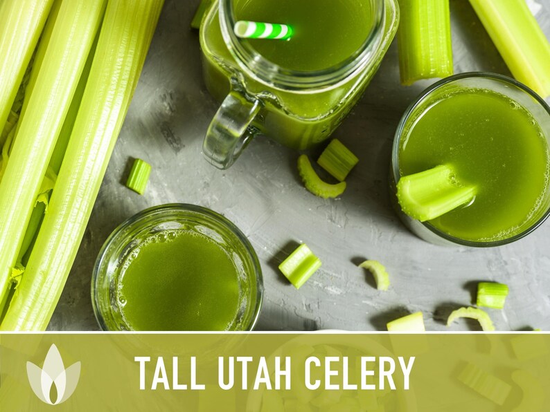 Tall Utah Celery Seeds - Heirloom, Open Pollinated, Non-GMO image 9