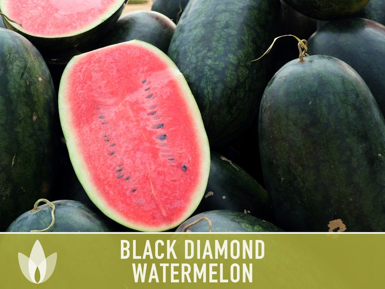 Black Diamond Watermelon Heirloom Seeds Etsy