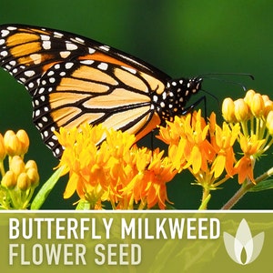 Butterfly Milkweed Seeds - Ascelpias Tuberosa, Heirloom Seeds, Monarch Butterfly, Milkweed Seeds, Native Seeds, Flower Seeds, Non-GMO